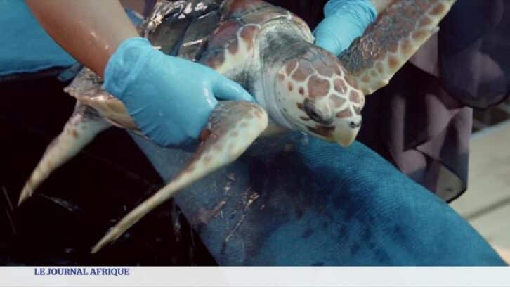 Image à la une de Afrique du Sud :  les tortues de mer toutes menacées