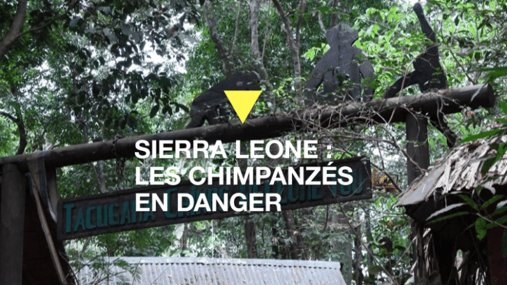 Image à la une de Sierra Leone : les chimpanzés menacés par la déforestation