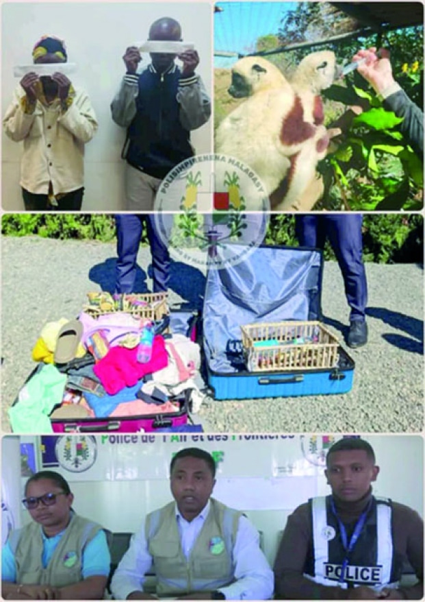 Image à la une de Trafic d’animaux protégés – Des primates cachés dans des valises