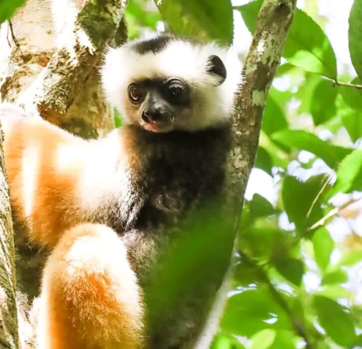 Image à la une de ENVIRONNEMENT – Les lémuriens menacés d’extinction