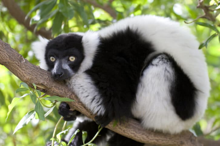 Image à la une de ENVIRONNEMENT – Des centaines de primatologues attendus à Madagascar