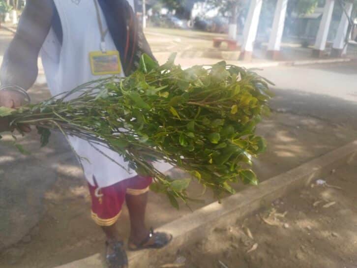 Image à la une de Khat : La boutique verte envahit la pointe du pays