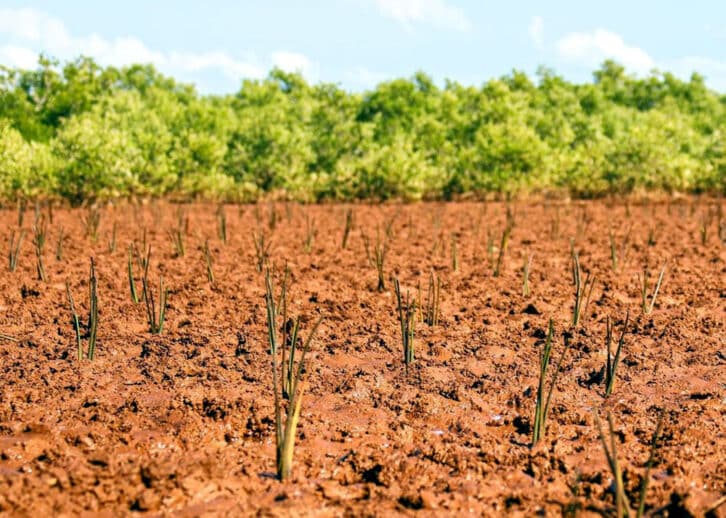 Image à la une de Journée internationale des mangroves : 30 000 palétuviers plantés à Maintirano