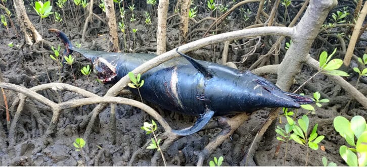 Image à la une de ANTSIRANANA – Vingt-deux dauphins meurent dans une forêt de mangrove