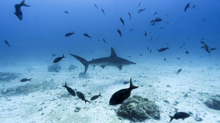 Image à la une de L’exploitation minière en haute mer pourrait affecter la vie marine, selon une étude