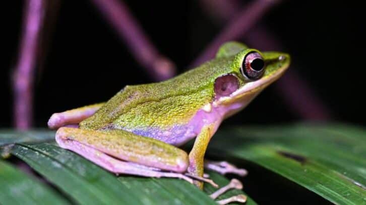 Image à la une de Malaisie: à la chasse à la grenouille dans la jungle de Bornéo