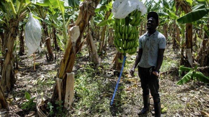 Image à la une de L’expulsion des Haïtiens, coup dur pour l’économie de la République dominicaine