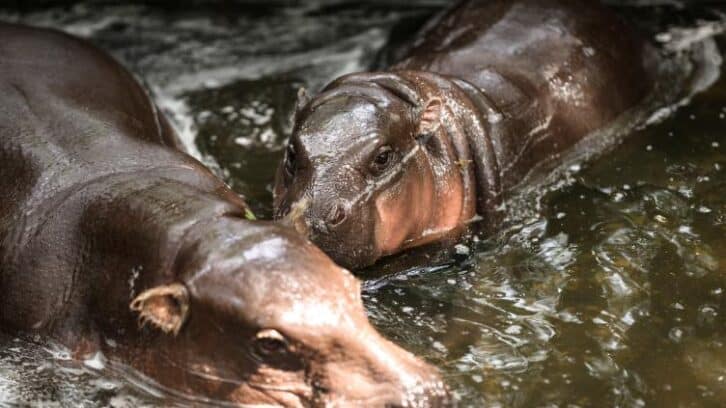 Image à la une de “Hippo Birthday”: Moo Deng fête son premier anniversaire en Thaïlande