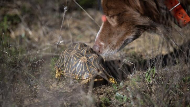 Image à la une de En Afrique du Sud, des chiens renifleurs à la rescousse de tortues bosselées