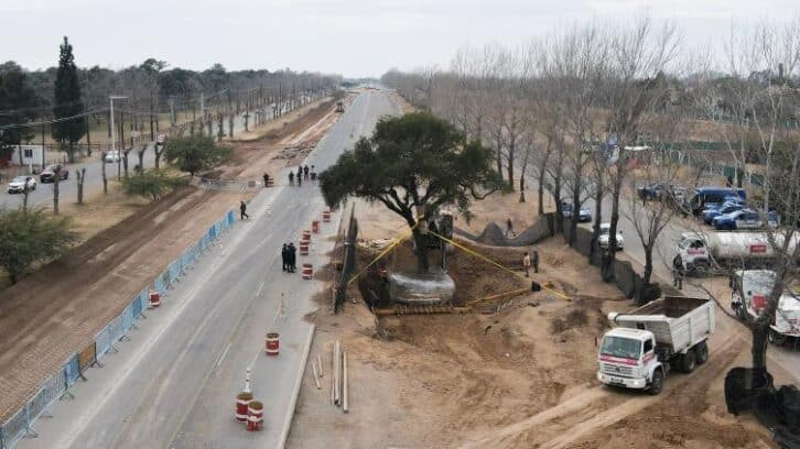 Image à la une de En Argentine, sur le tracé d’une route, l’arbre de la discorde