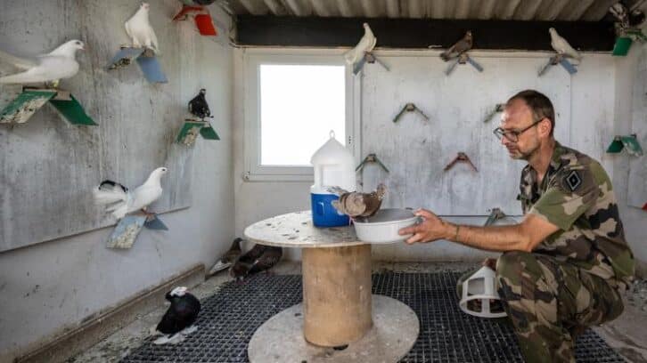 Image à la une de Près de Paris, les derniers pigeons militaires d’Europe s’envolent toujours