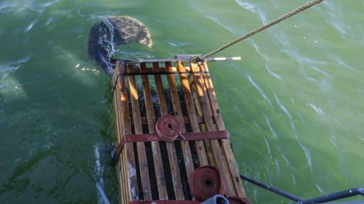Image à la une de En Lituanie, une opération pour sauver les phoques menacés par la fonte de la banquise