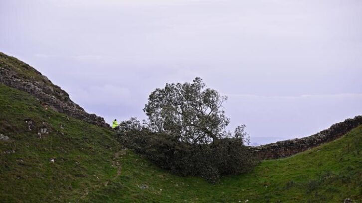 Image à la une de Annonce de la peine pour deux hommes qui ont abattu l’arbre le plus célèbre d’Angleterre