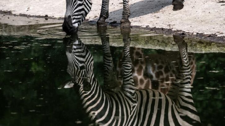 Image à la une de Serbie : un zèbre s’échappe de sa cage au zoo de Belgrade, trois blessés légers