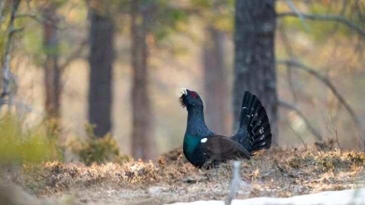 Image à la une de Grand tétras: les associations font appel contre le programme de réintroduction dans les Vosges