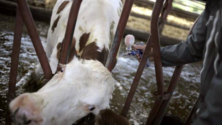 Image à la une de Dermatose des bovins: l’Etat démarre ce week-end la vaccination de 285.000 bovins