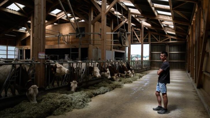 Image à la une de “Epée de damoclès”: en Savoie, des éleveurs désemparés face à la dermatose nodulaire
