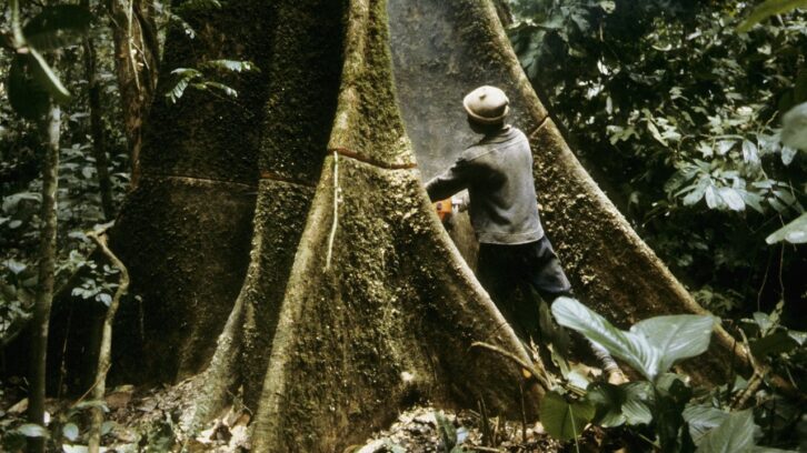 Image à la une de Enquête : au Cameroun, comment l’or et le bois alimentent un système politico-financier opaque