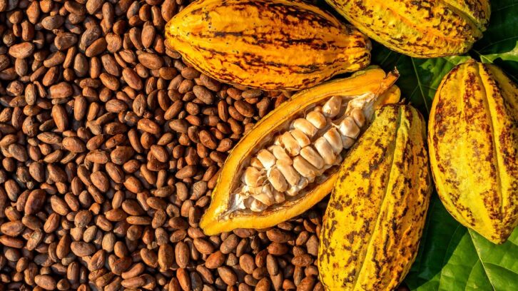 Image à la une de Côte d’Ivoire, Ghana, Cameroun : qui profite le plus des cours élevés du cacao ?