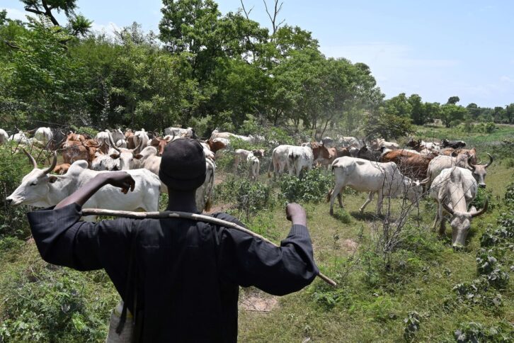 Image à la une de À la frontière du Burkina Faso et de la Côte d’Ivoire, la guerre du bétail fait rage