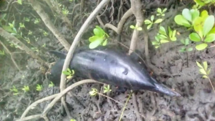Image à la une de INCIDENT MARITIME – 22 dauphins retrouvés morts à Nosy Hara pour des raisons encore inconnues