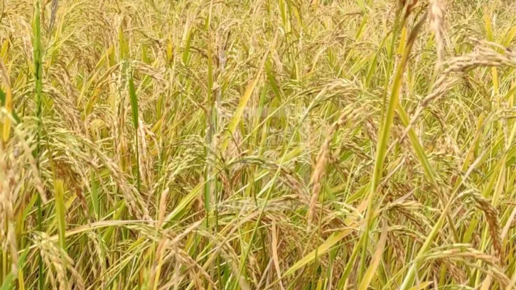 Image à la une de RIZICULTURE – Un rendement moyen de plus de 5 tonnes à l’hectare pour Papriz à sa troisième phase