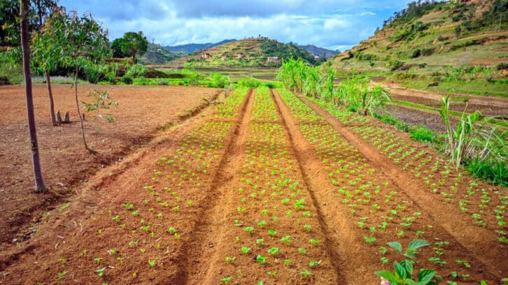 Image à la une de Projet Tefiala : Restauration des terres pour la résilience des communautés rurales
