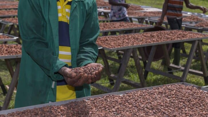 Image à la une de Cacao : 5 questions pour comprendre les défis du modèle ivoirien