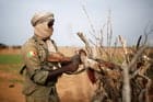 Image à la une de Le Mali bientôt sous contrôle jihadiste ? Analyse d’une rhétorique alarmiste